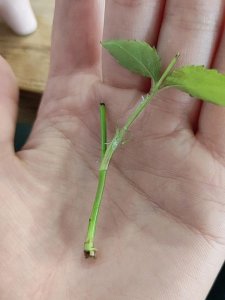 蔷薇花的扦插方法和时间 蔷薇花的繁殖方式和时机