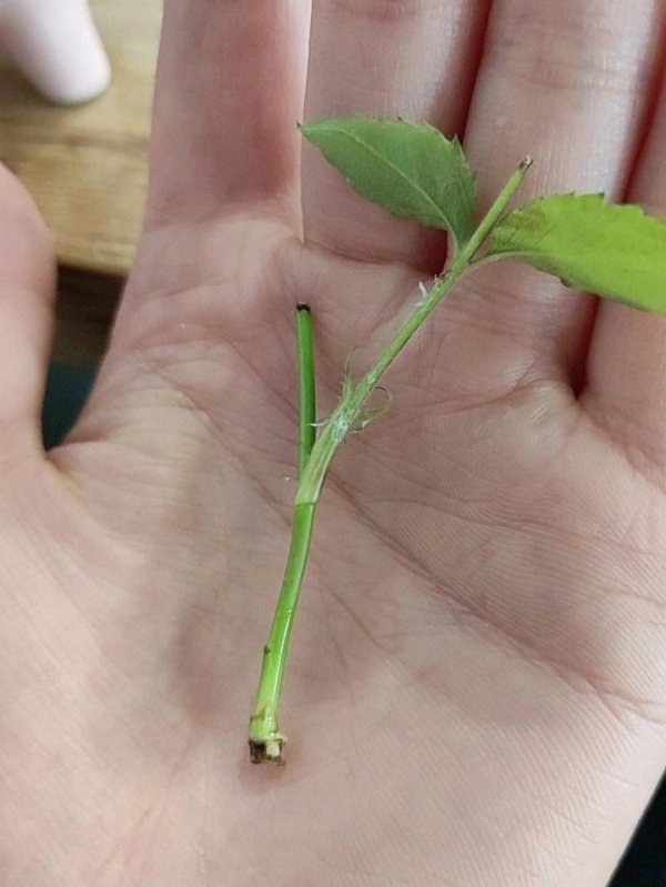 蔷薇花的扦插方法和时间
