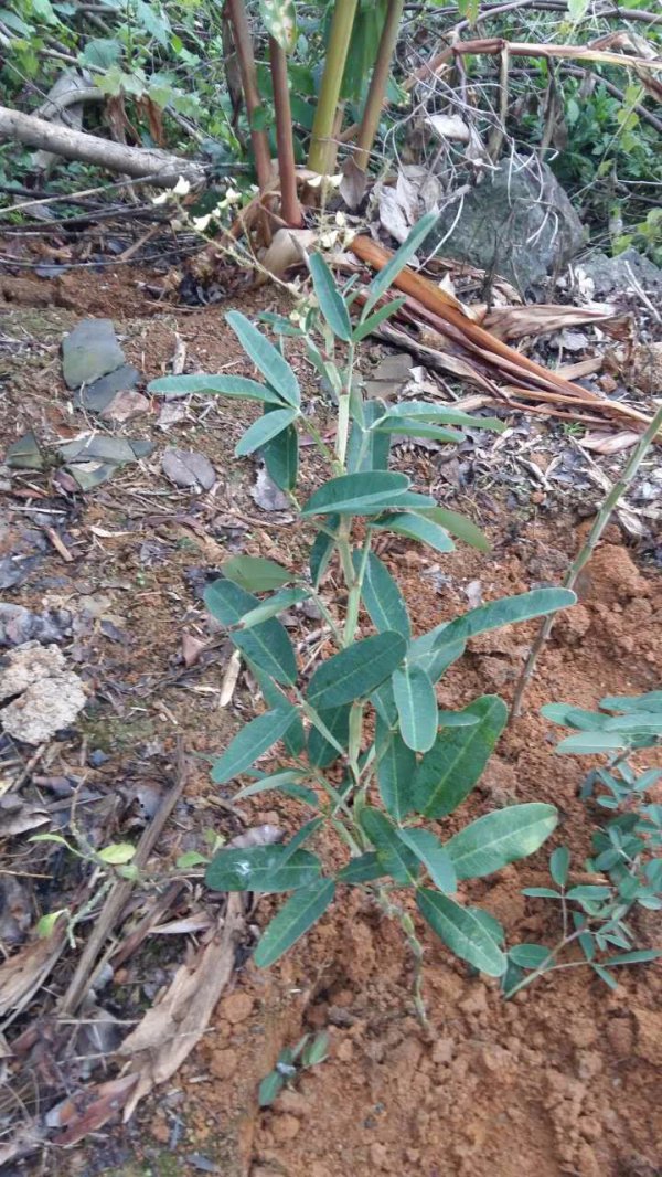 贵州适合种植什么药材
