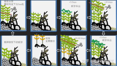 鱼缸种植水草教程详细 鱼缸水草种植教程详解