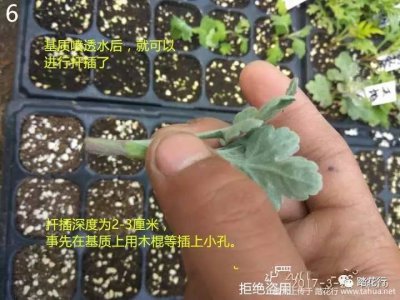 菊花的扦插方法和注意事项 菊花扦插技巧及注意事项