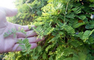 广西种植什么药材好 何种药材适合在广西种植？