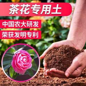茶花用黄土还是营养土好 茶花适合种植在黄土还是营养土？