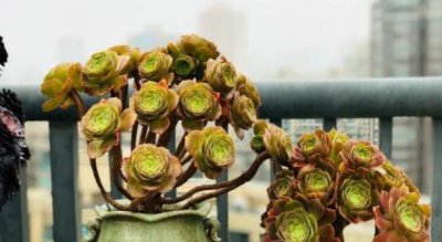 多肉法师怎么判断是该浇水了 多肉植物如何判断是否需要浇水