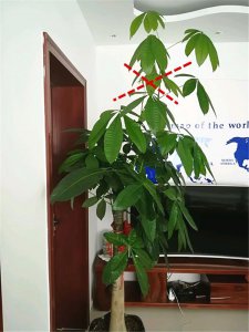 发财树怎么换盆才能活 如何让发财树换盆后存活？