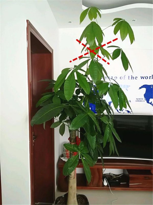 发财树怎么换盆才能活
