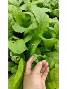 蔬菜除虫小妙招 用蔬菜除虫小窍门
蔬菜驱虫的小技巧