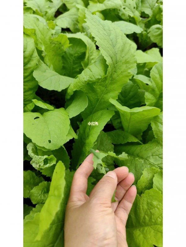 蔬菜除虫小妙招