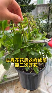长寿花什么时候修剪最合适 长寿花何时修剪最佳？