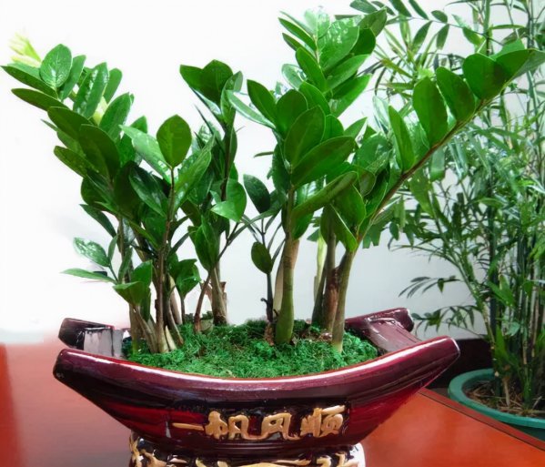 客厅放什么树风水最好又旺财