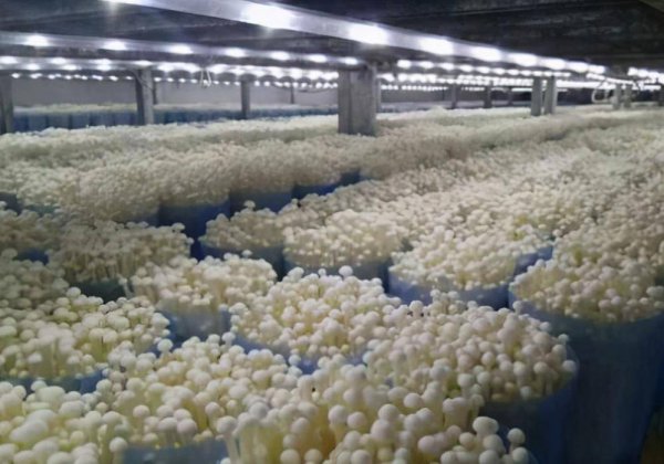 金针菇的种植与栽培技术