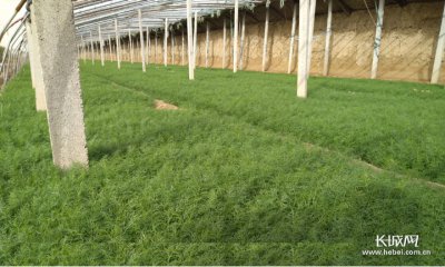 茴香几月份播种最合适 何时是茴香最佳播种时间？