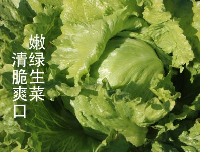 最新特色蔬菜品种大全 最新特色蔬菜品种汇总