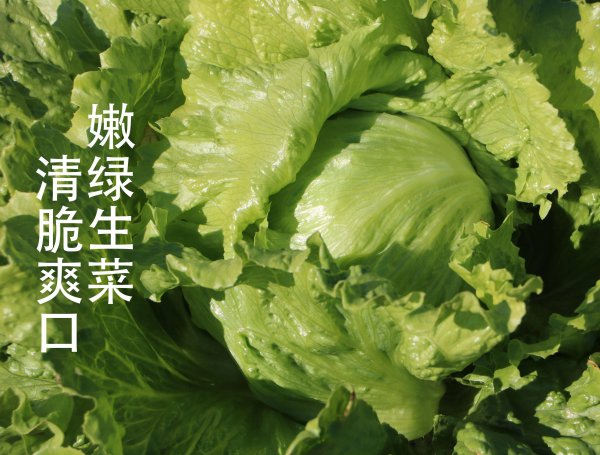 最新特色蔬菜品种大全