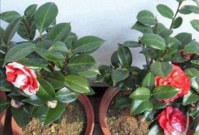 茶花什么时候换盆合适 什么时候是茶花更换盆的合适时机