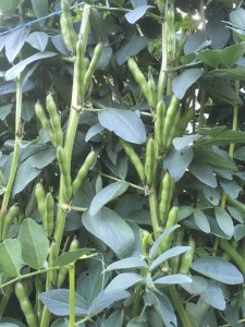 种蚕豆用什么肥料最好 蚕豆种植最适合使用哪种肥料？