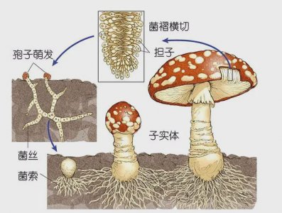 蘑菇是怎么种出来的 蘑菇的种植过程是怎样的？