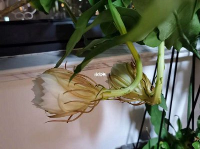 昙花剪下来怎么保存处理 昙花如何保存处理？
