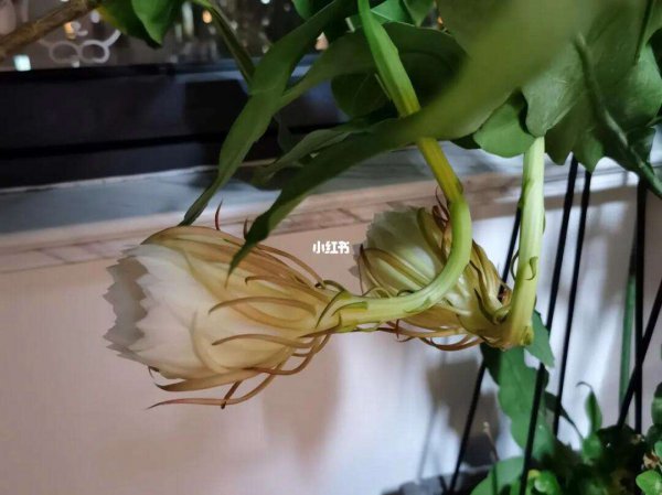 昙花剪下来怎么保存处理