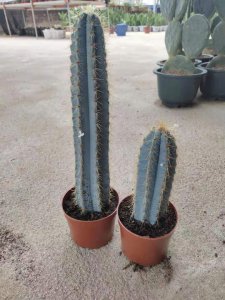 仙人柱哪个品种好 仙人柱哪种品种更优？