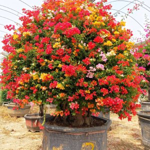 三角梅什么季节种植最好 三角梅最佳种植季节是什么时候？