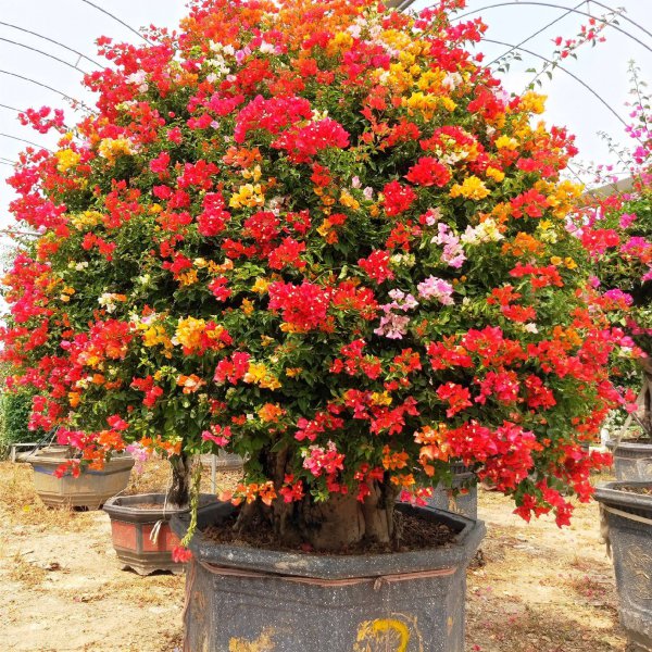 三角梅什么季节种植最好