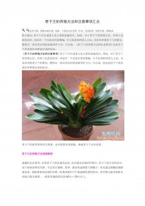 兰花换盆注意事项 换盆兰花的注意事项