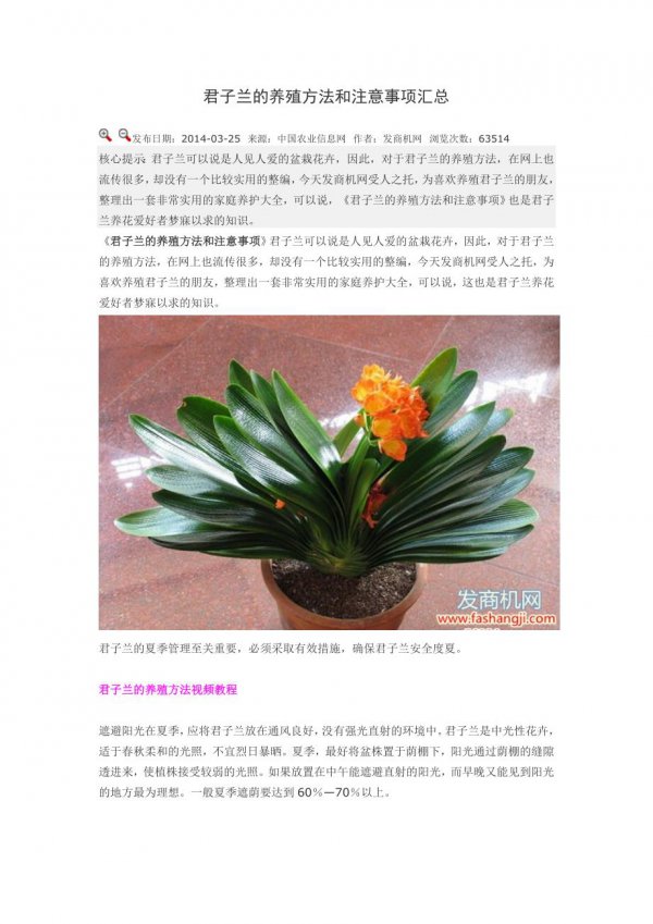 兰花换盆注意事项