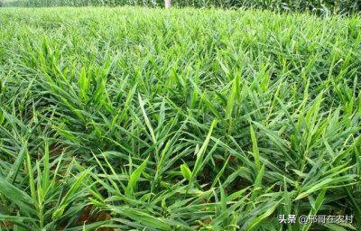 生姜是几月份种植才合适 适合什么时候种植生姜？