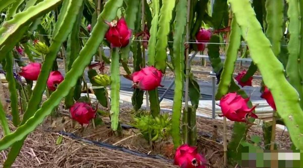 火龙果什么季节种植最好