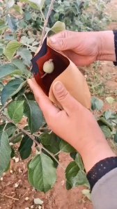 苹果为什么要套袋 为什么苹果需要被装袋？