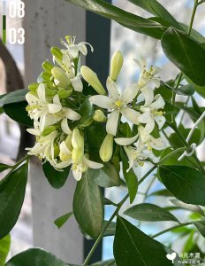 九里香为什么不吉利 为何九里香不祥利？