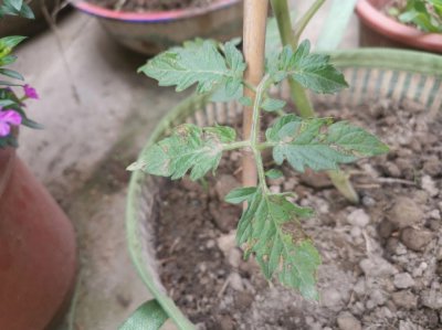 番茄为什么第二年不能种 为什么番茄不能连续种植两年？