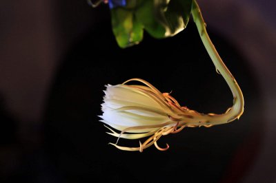 昙花为什么不能送人 为什么昙花不适合作为礼物送人？