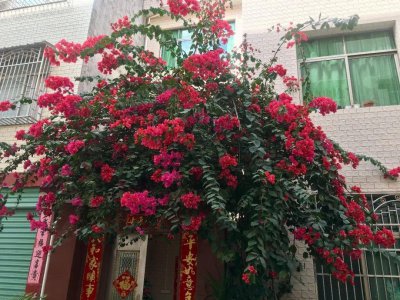 工厂门口适合种什么花风水好 工厂门口适合栽什么花好风水？
