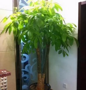 能养在客厅冬天冻不死的绿植 客厅适合冬季生存的绿色植物