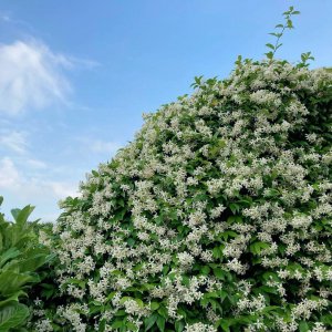 茉莉爬藤后能开花吗 茉莉藤上开花吗？