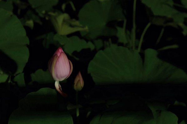 荷花晚上为什么会闭合
