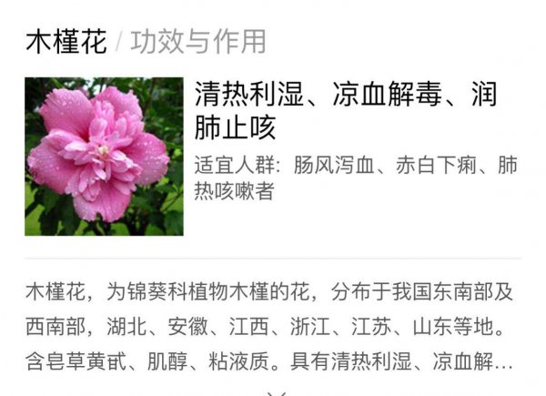 为什么劝君莫种木槿花为什么家中不能养木槿