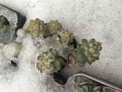 零下十度冻不死的多肉 寒冷环境下顽强生存的多肉