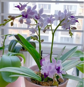 如何养蝴蝶兰花容易开花 蝴蝶兰养护技巧助您轻松迎来开花期