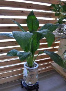 除甲醛植物十大排名 甲醛清除植物排行榜
净化空气植物排名