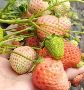 哪个品种草莓最甜 哪种草莓最甜口味最好？