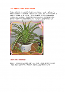 养花的好处就是修心养性 种花修心养性