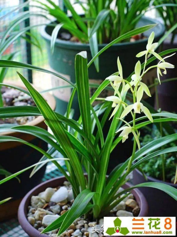 兰花开花期间怎么养护