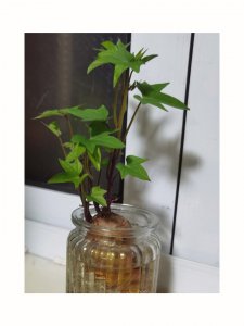 水培红薯的方法和步骤图片 水培红薯的步骤和图解
