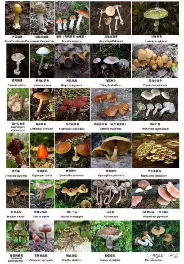最好吃的蘑菇排名