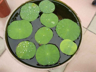 鱼缸水浇花好吗 鱼缸水浇花可行吗？