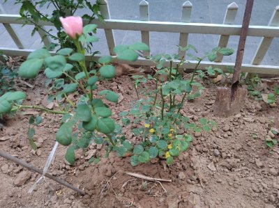月季花什么时候移栽最好 月季花何时最适合移植？