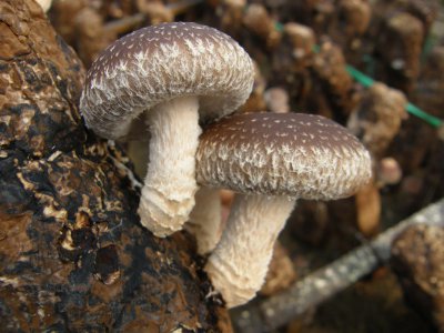 常见蘑菇的种类 常见蘑菇种类概览
常见蘑菇种类介绍